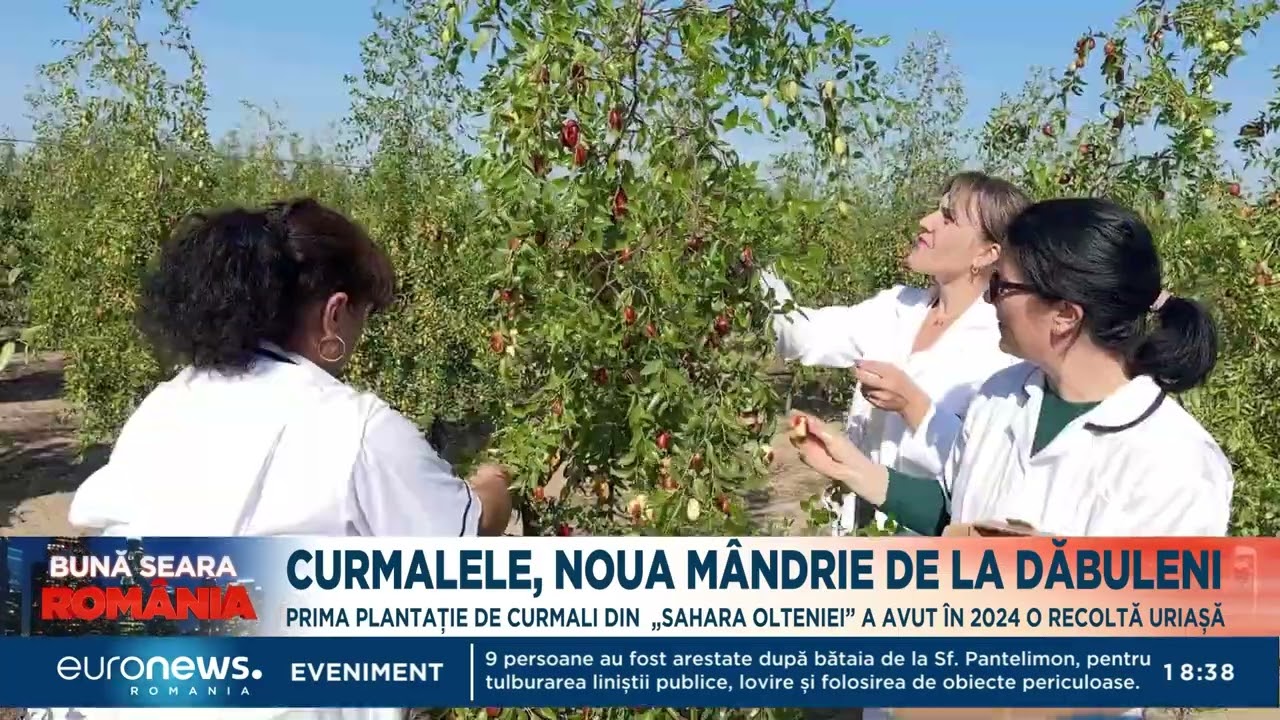 Curmalele sunt noua mândrie de la Dăbuleni. Prima plantație a avut o recoltă uriașă în 2024