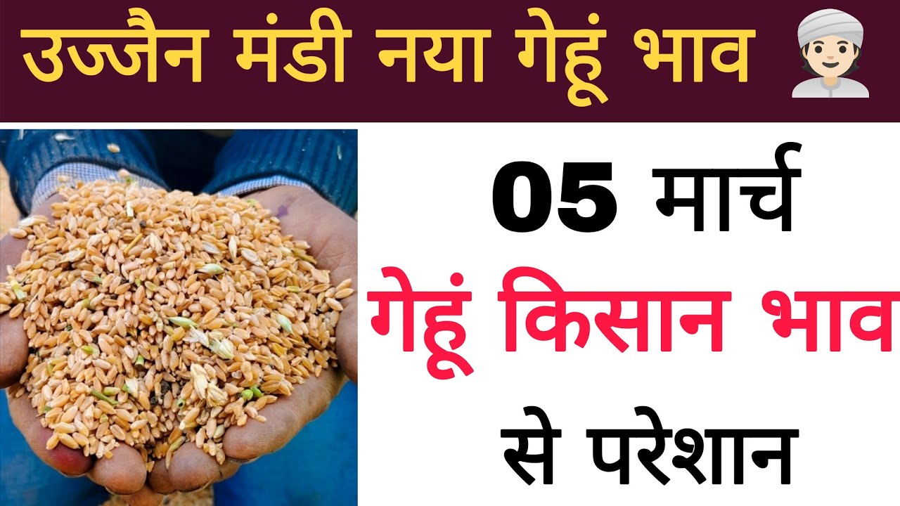 New wheat price 05 March 2026 : gehu bhav ujjain Mandi : gehu live bhav ujjain Mandi