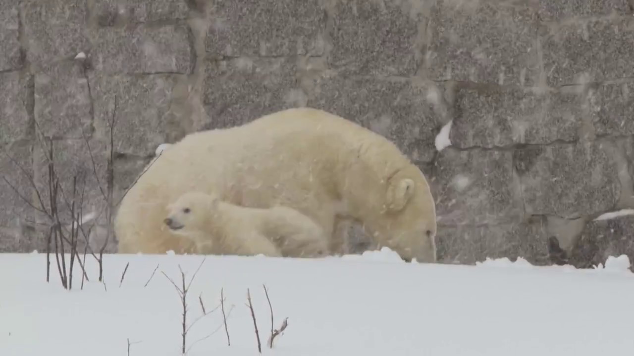 Polar bear cub septs of of his den for the 1st time!