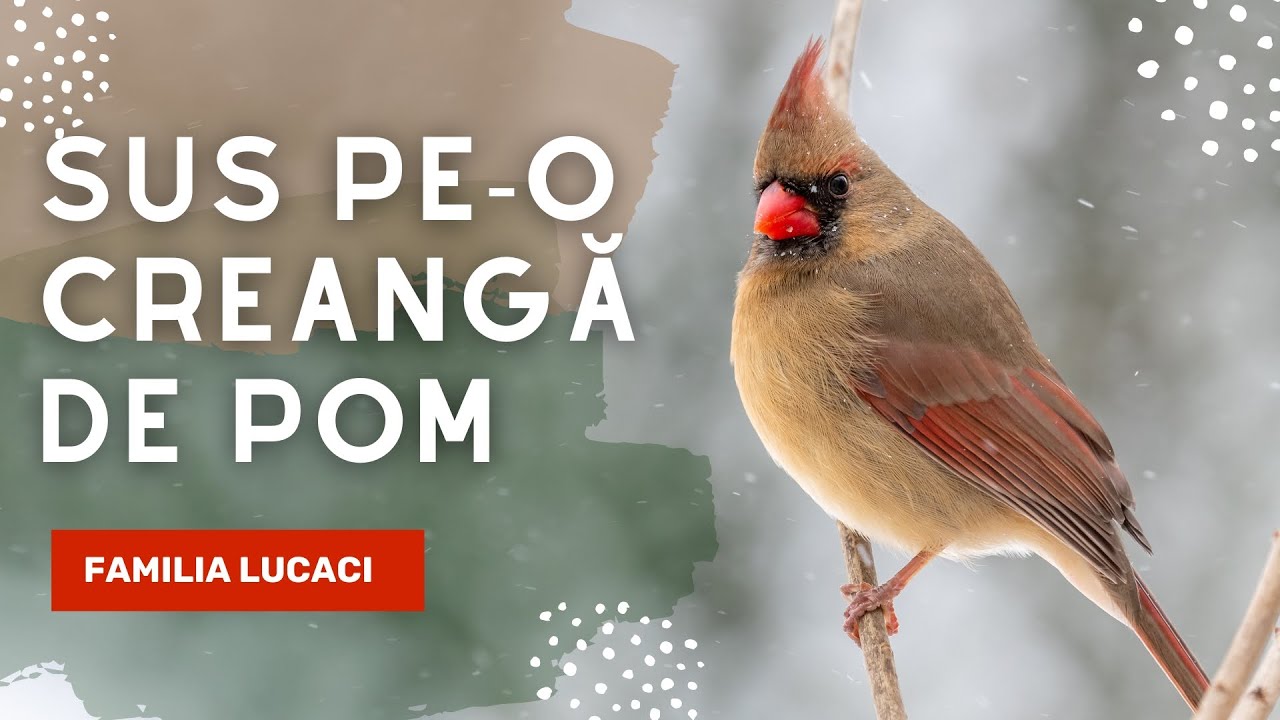 Sus, pe-o creangă de pom | Familia Lucaci [Official Video]