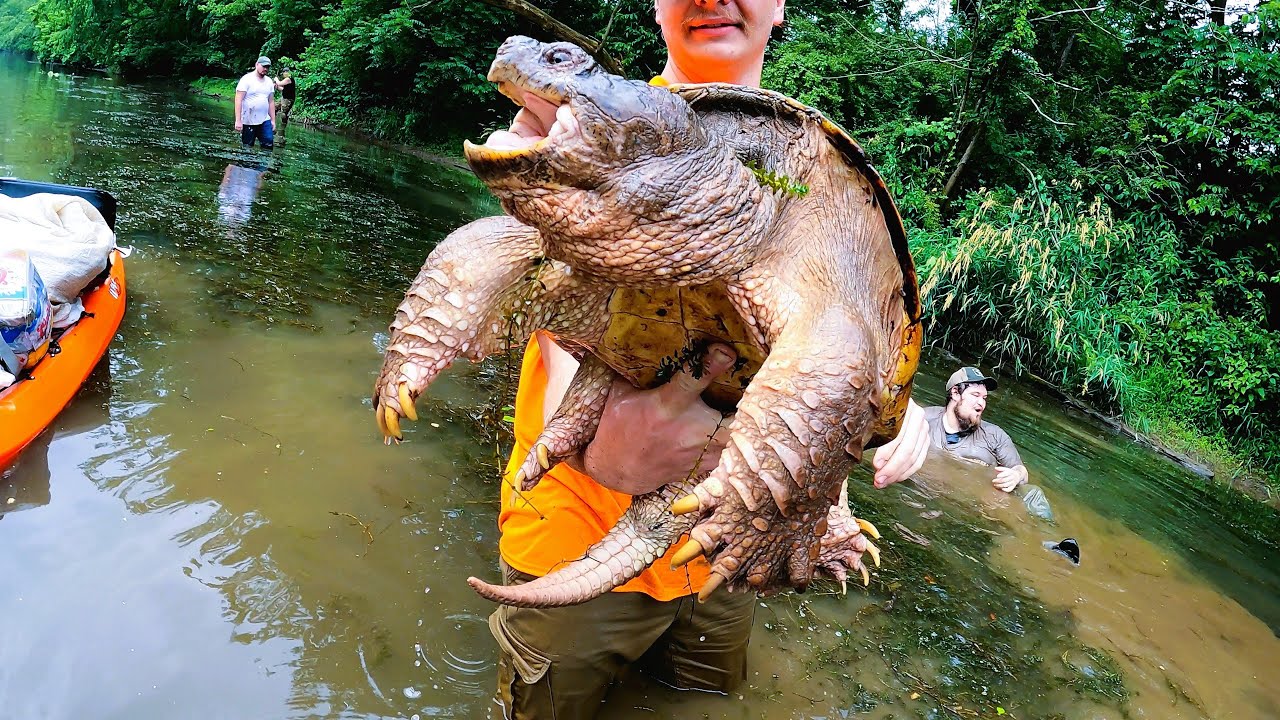 Hand Noodling for SNAPPING TURTLES!