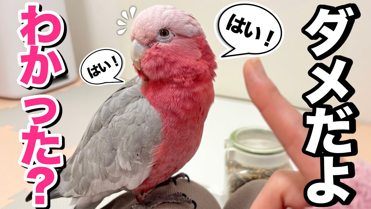 「イタズラしちゃダメ！」と伝えたら秒で理解するオウムが賢すぎた...！【モモイロインコ】