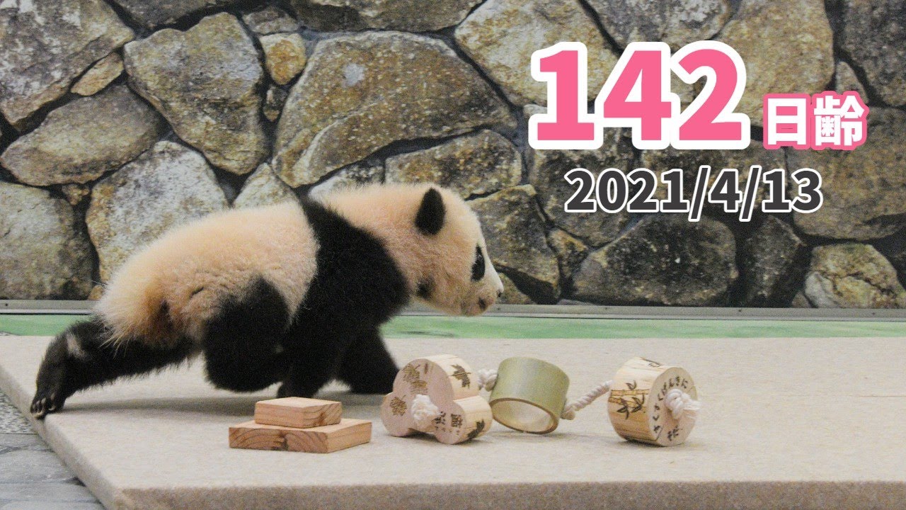 【パンダの赤ちゃん（楓浜）】右へ左へ大忙し！（142日齢）