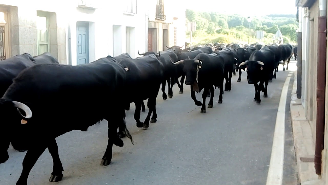 Trashumancia en Puerto Castilla