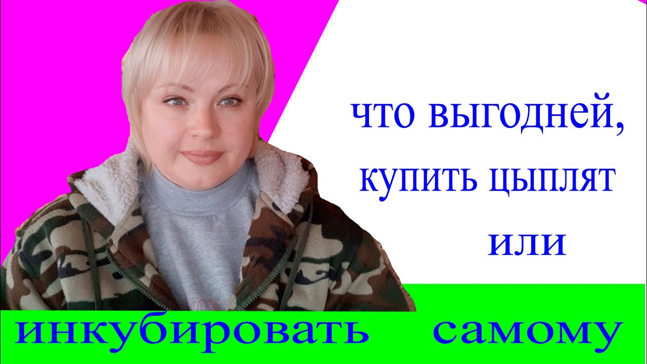 что выгодней, купить цыплят или инкубировать самому