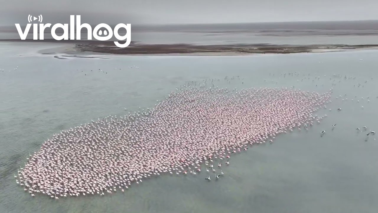 Flamingos Overtake Kazakhstan's Lake Karakol || ViralHog