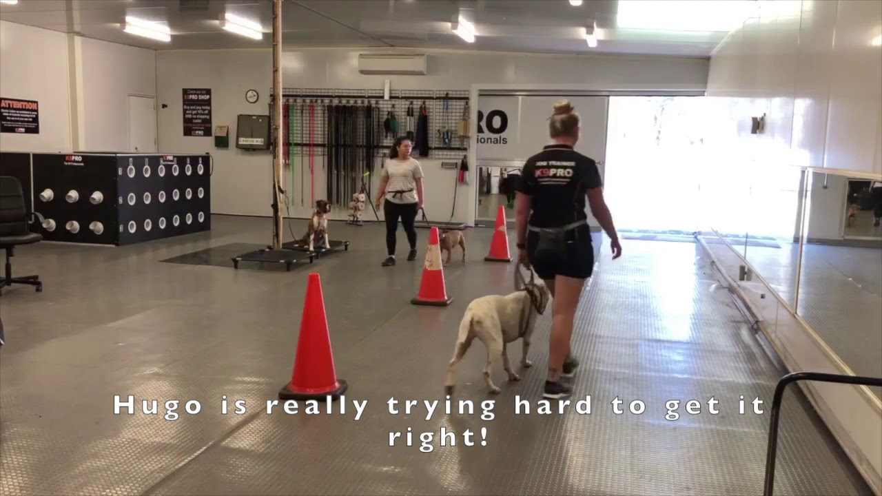 Hugo - Dog aggressive Bull Arab x