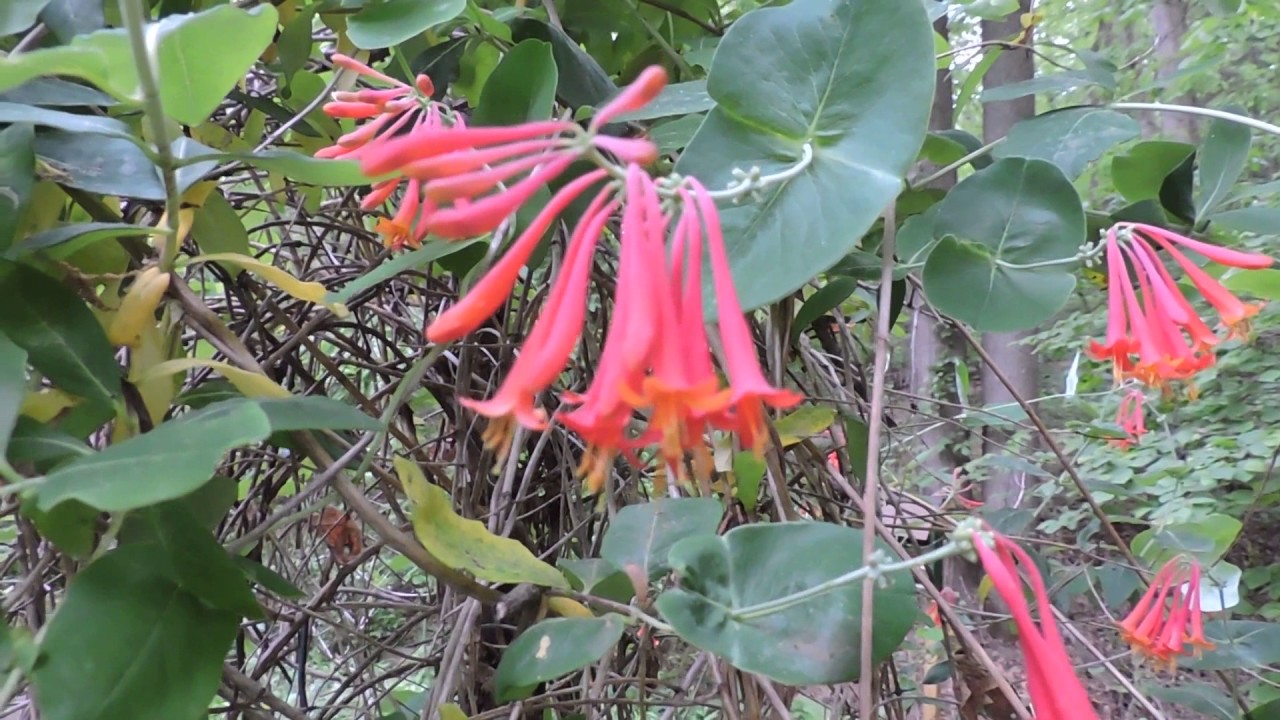 Capital Naturalist: Trumpet or Coral Honeysuckle