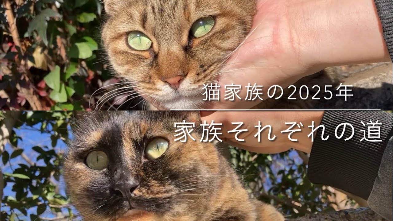 猫家族の2025年😄みんなそれぞれの日々を過ごす