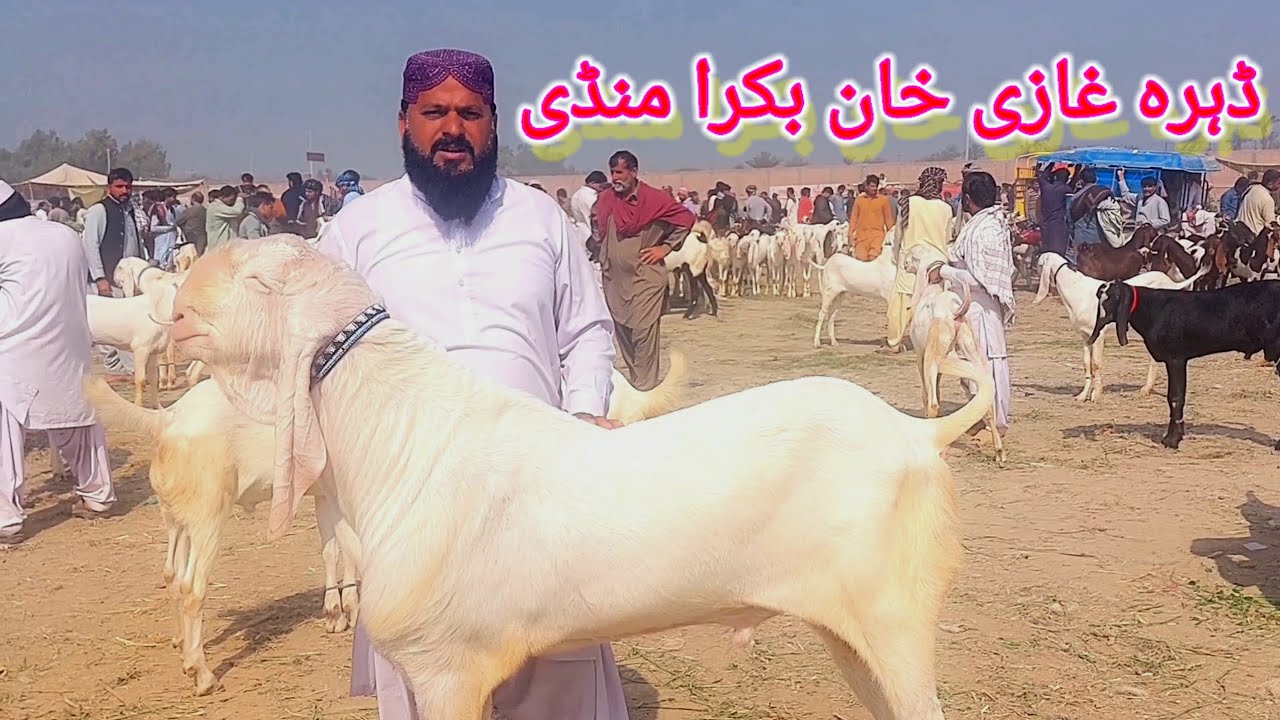 ہفتہ وار ڈیرہ غازی خان بکرا منڈی شوق والے بڑے بکرے قربانی خوبصورت بکرے ابلک راجنپوری 03321400186