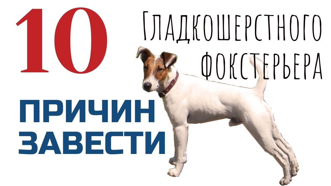 10 причин завести гладкошерстного фокстерьера/Фоксблог