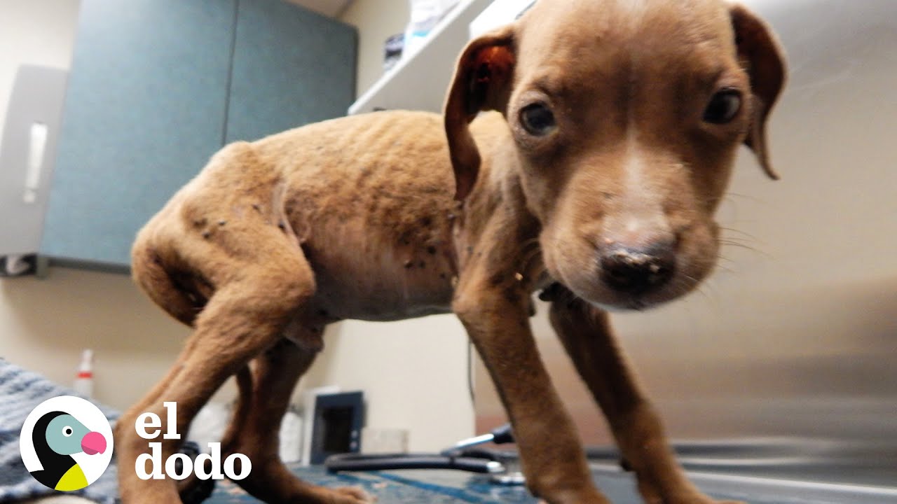Perrito pequeñito se convierte en más grande y hermoso | El Dodo