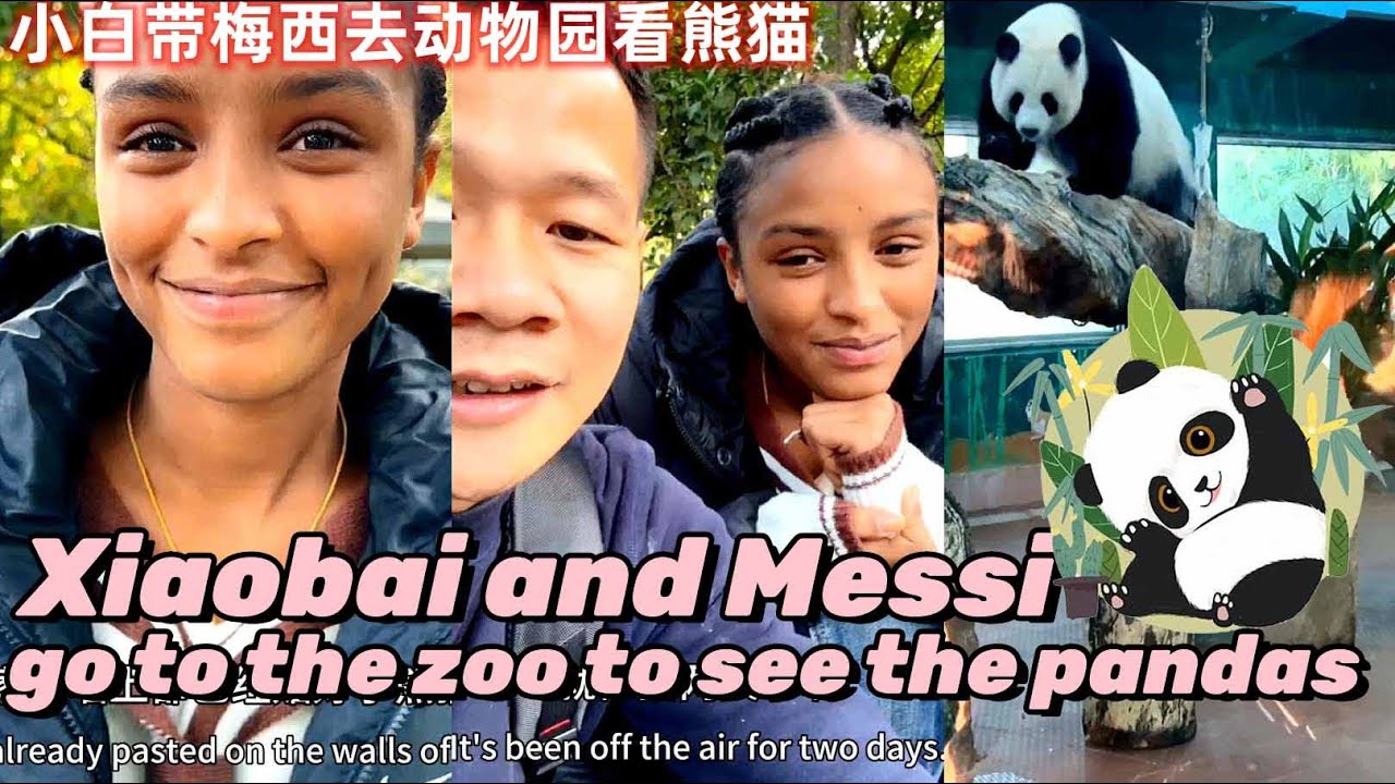 小白和梅西去动物园看熊猫~！Xiaobai and Messi go to the zoo to see the pandas！#小白#梅西#玉米妹#Xiaobai#Messi#Corn Girl