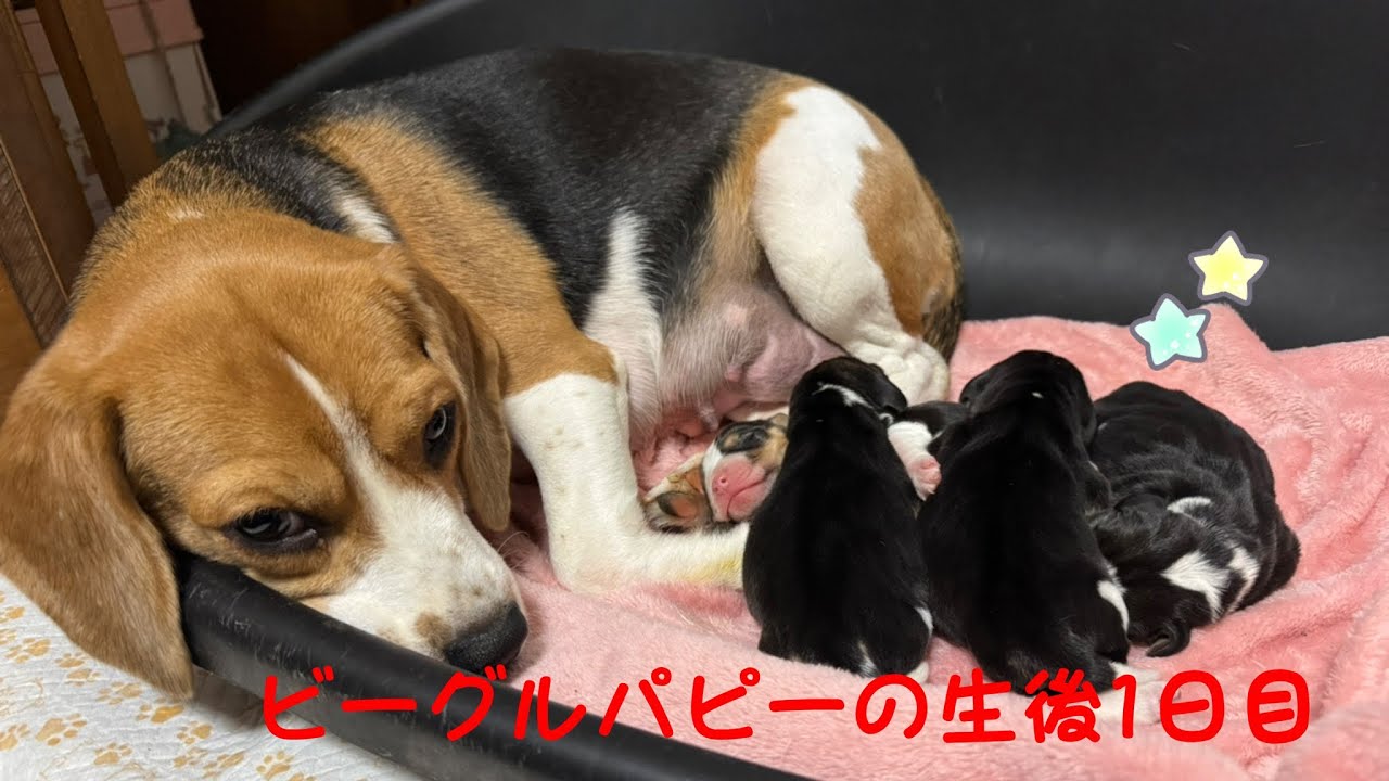 [ビーグル]ビーグルパピーたちの生後1日目(マナ)