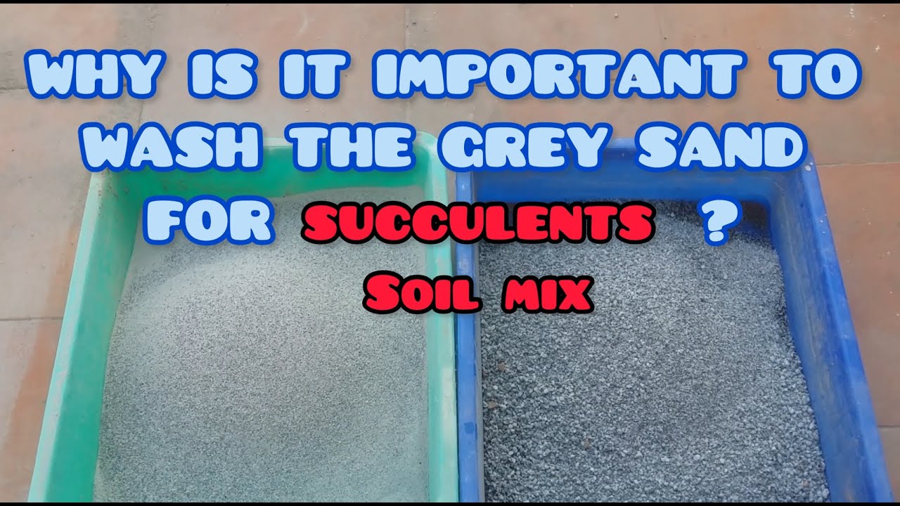 || WHY IS IT IMPORTANT TO WASH THE GREY SAND FOR SUCCULENTS ?  || SUCCULENT SOIL MIX ||