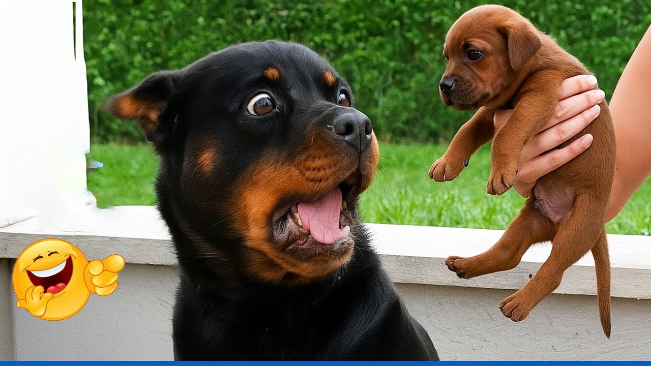 I Dare You Not to Laugh at These Dogs 😂🐶 Funniest Dog Moments 2025 #17