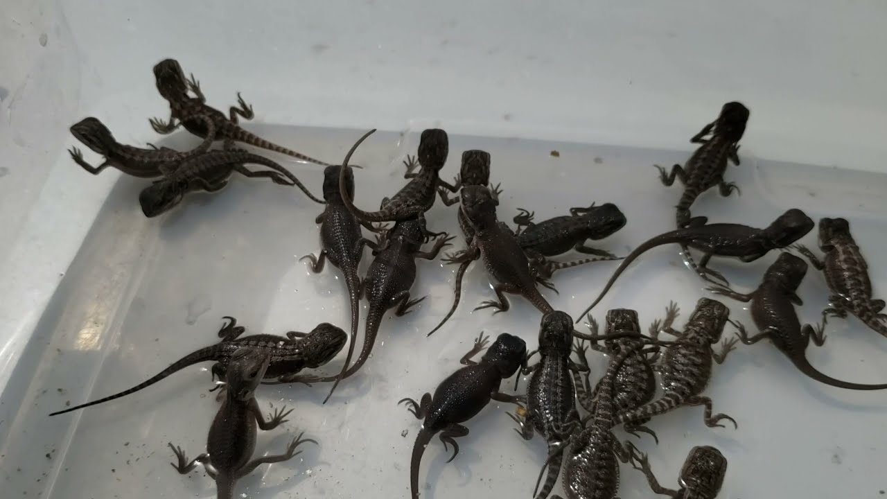 Third Bearded Dragon clutch of 2021 has hatched. ( How many Wero's?)