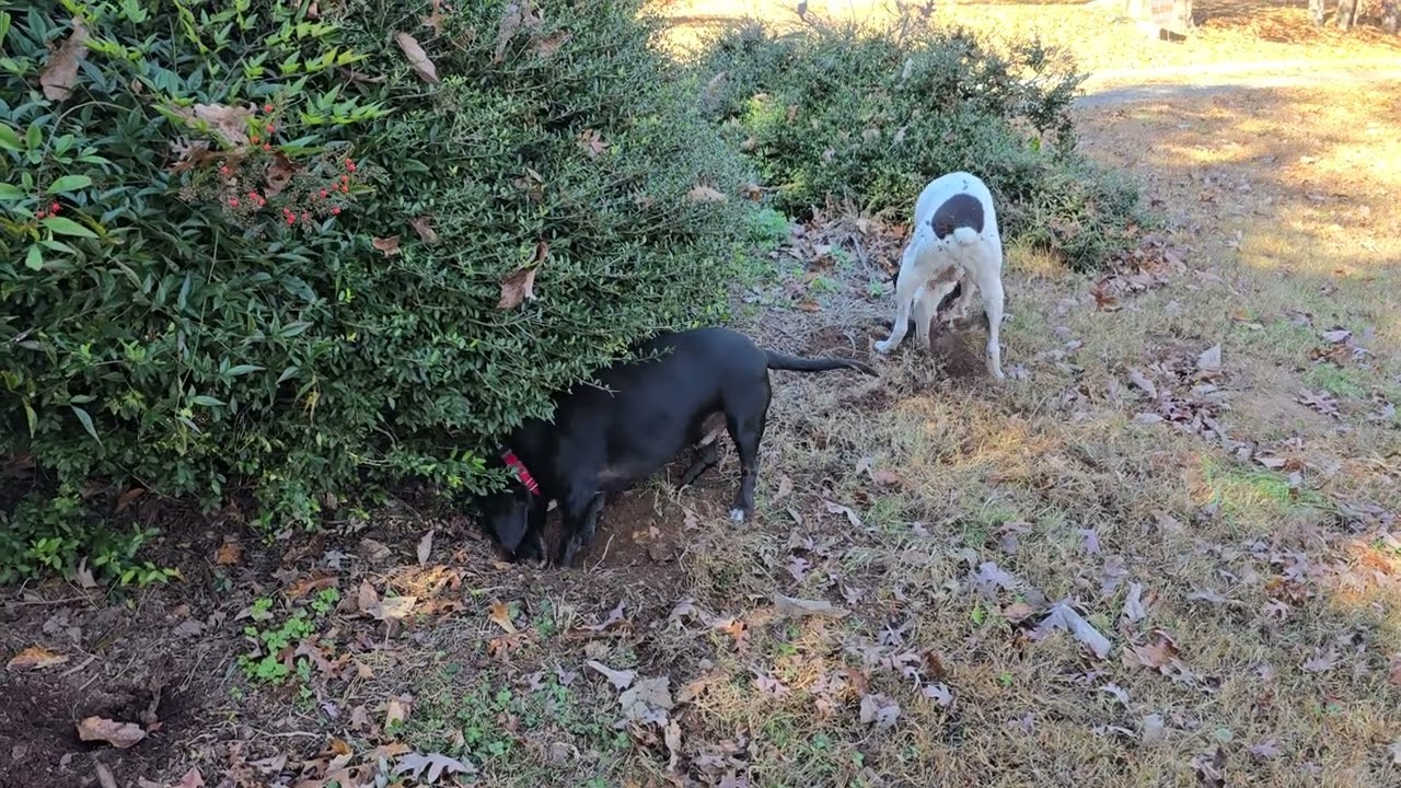 Walter & Winston enjoy digging up my bushes.