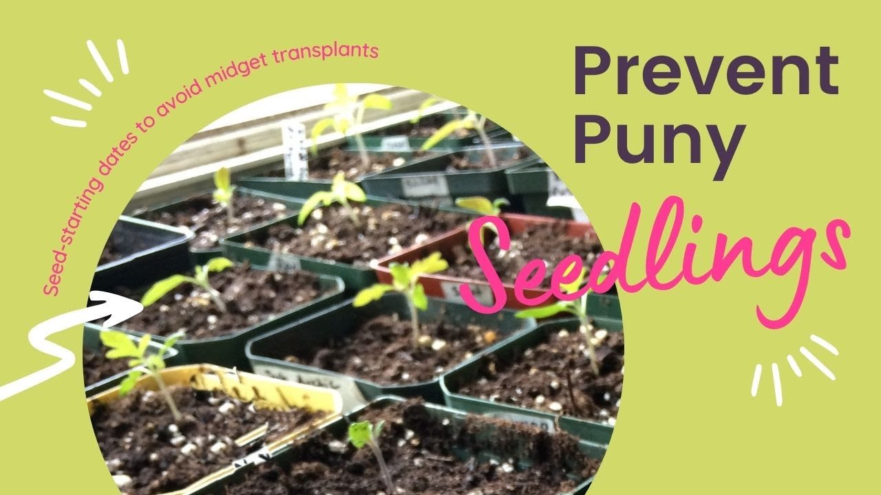 Not Sure When to Start Seeds Indoors? Here’s how to Pick Seed-Starting Dates