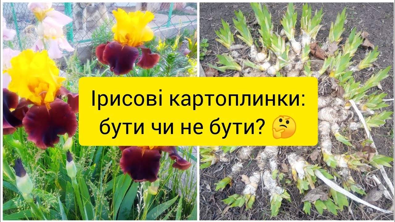 Як прорідити іриси. Коли проріджувати іриси найзручніше.