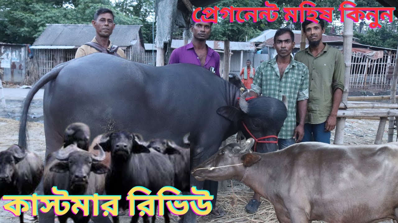 বিগ সাইজের প্রেগন্যান্ট মহিষ কিনুন একদম সীমিত দামে | সাথে চিটাগং কাস্টমার রিভিউ