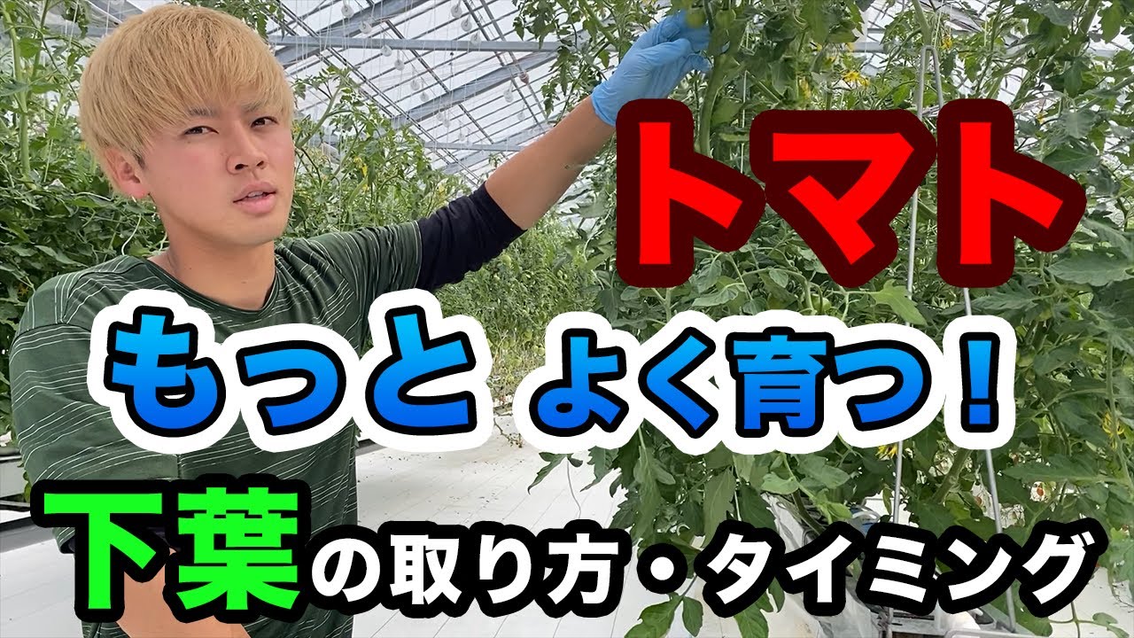 【トマト】下葉処理のタイミング・枚数！葉の取り具合で育ちが違うよ！