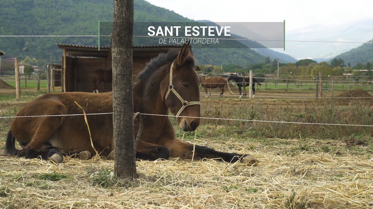 Apropa't i viu Sant Esteve de Palautordera