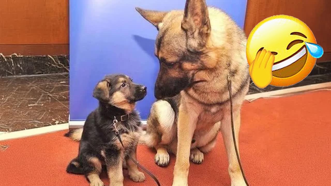 Funniest Cats and Dogs Clip 2025😼🐶Try Not To Laugh😜 🍑 #funnycatsdogs #funnydogs #funniestanimals