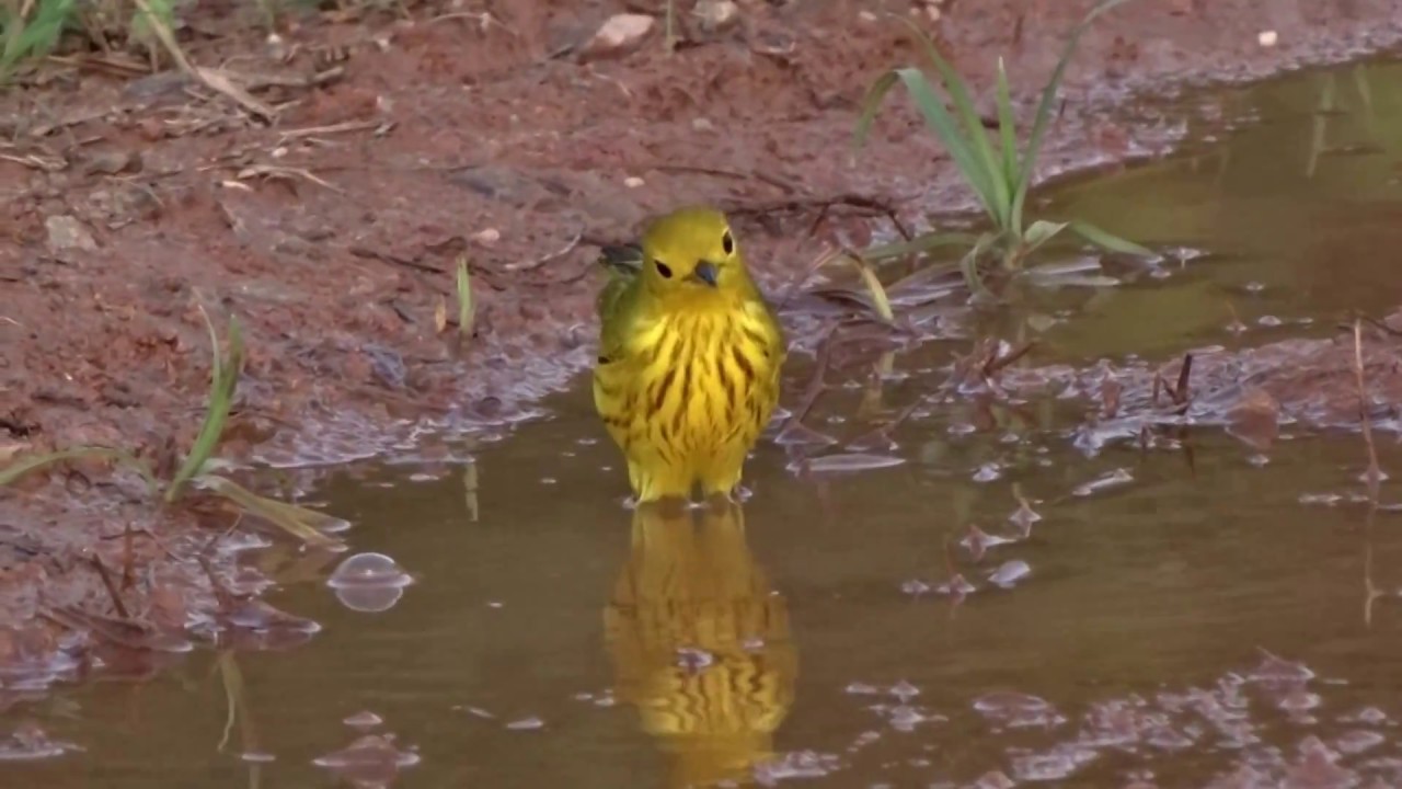 Paruline jaune