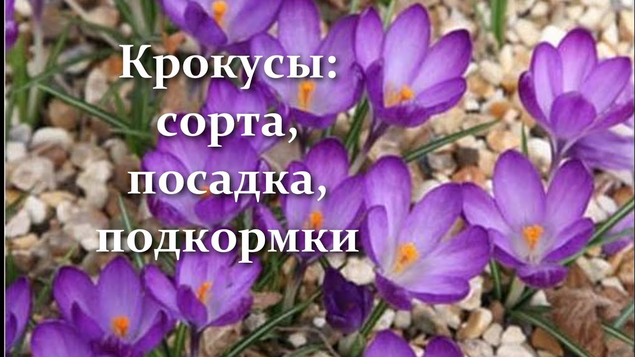 Сад в контейнере! Посадка крокусов. Крокусы ботанические и крупноцветковые - сорта, подкормки