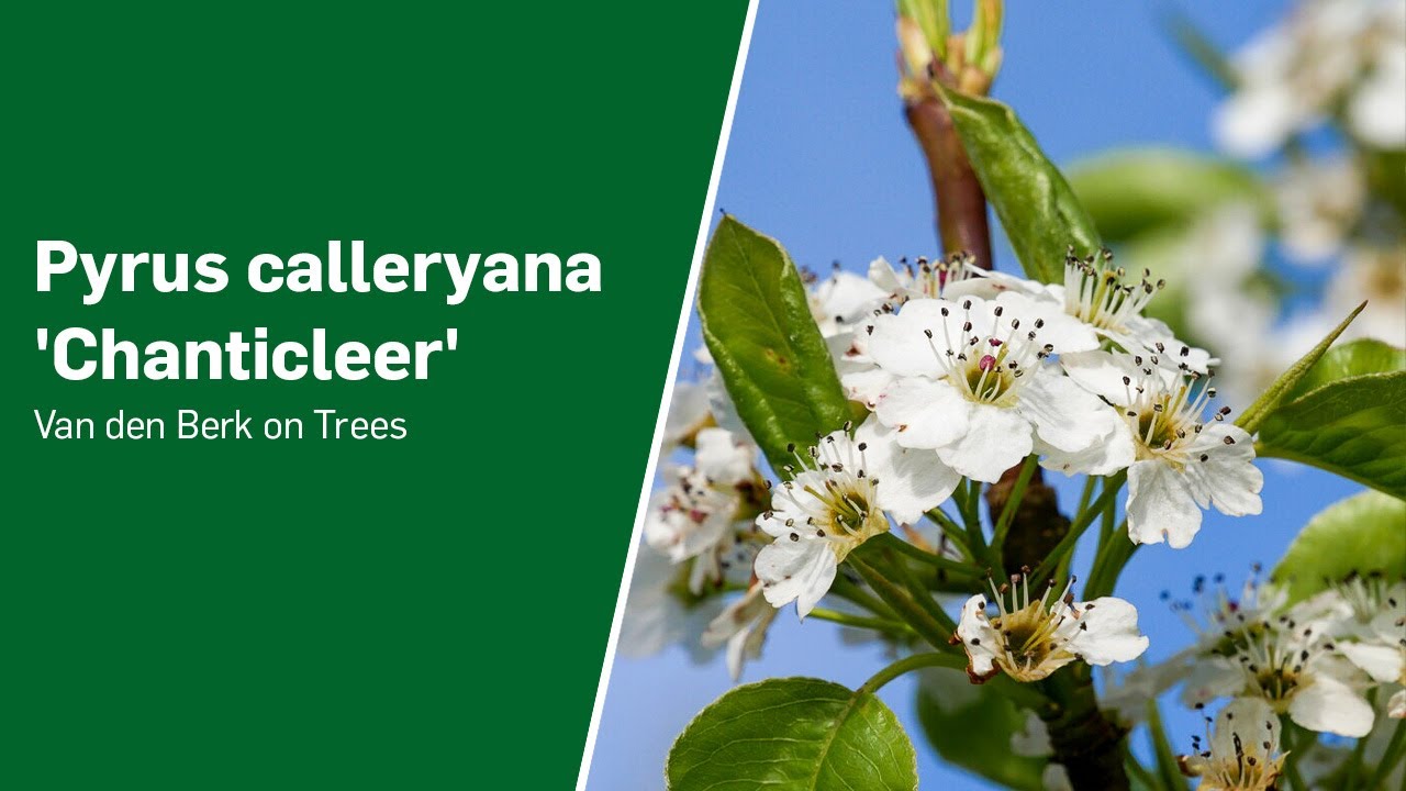 Pyrus calleryana 'Chanticleer' - Van den Berk on Trees