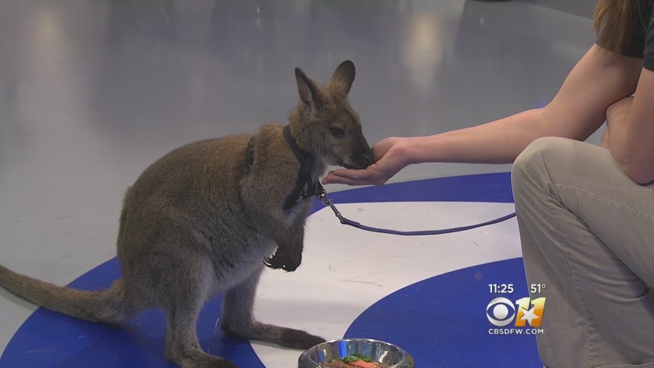 Wild Wednesday: Red-Necked Wallaby