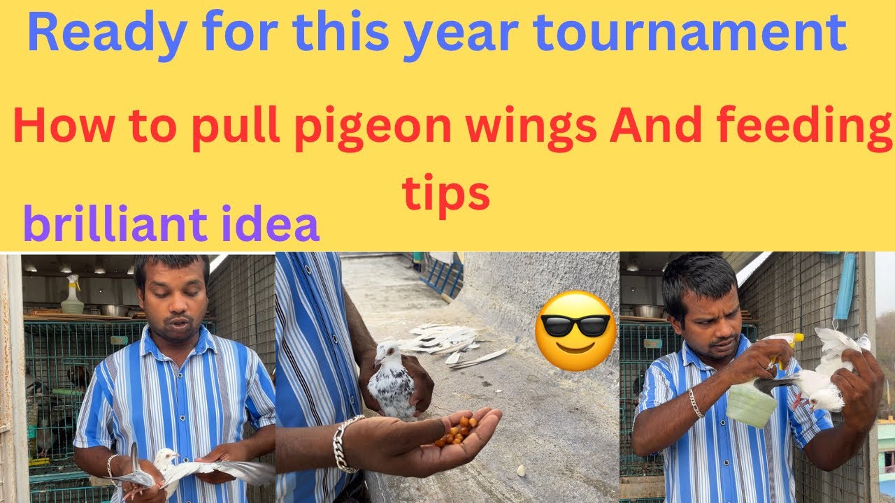 How to ready for this year pigeon tournament tips for beginners #petsworld #love #best #pigeon