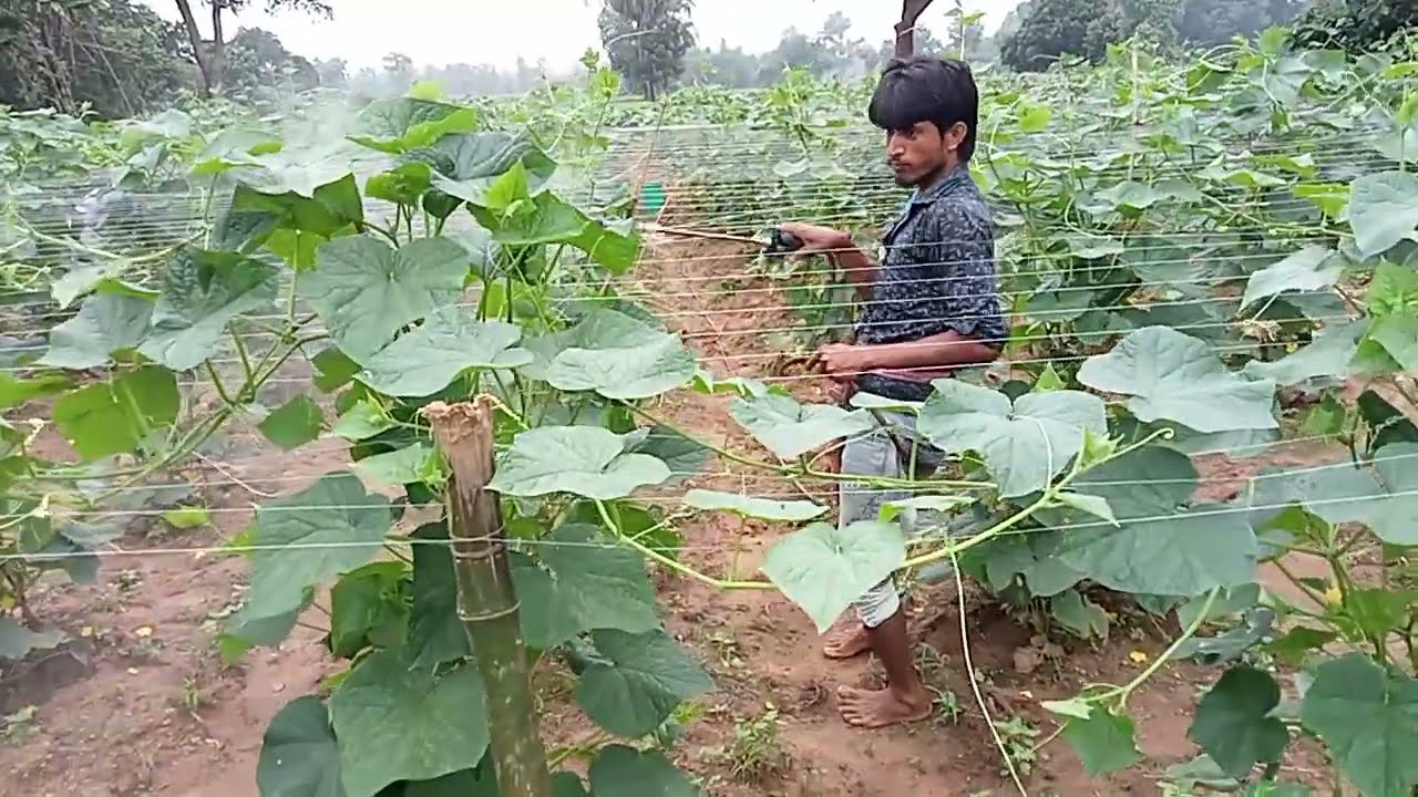 বর্ষাকালীন শসা চাষ খুবই লাভজনক  🌻 #village #minivlog #viralvideo #shortvideo #bengali #video  #viral