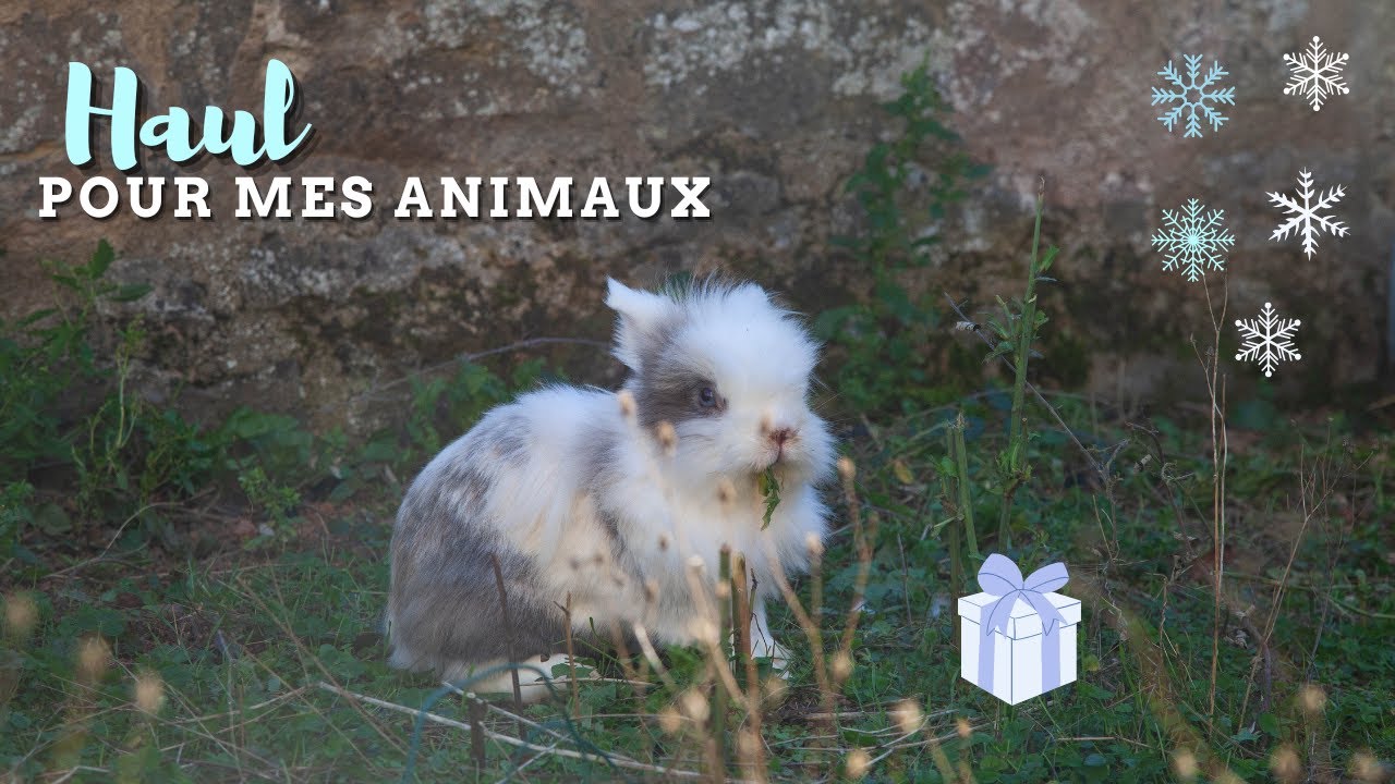 Haul de Noel pour mes animaux