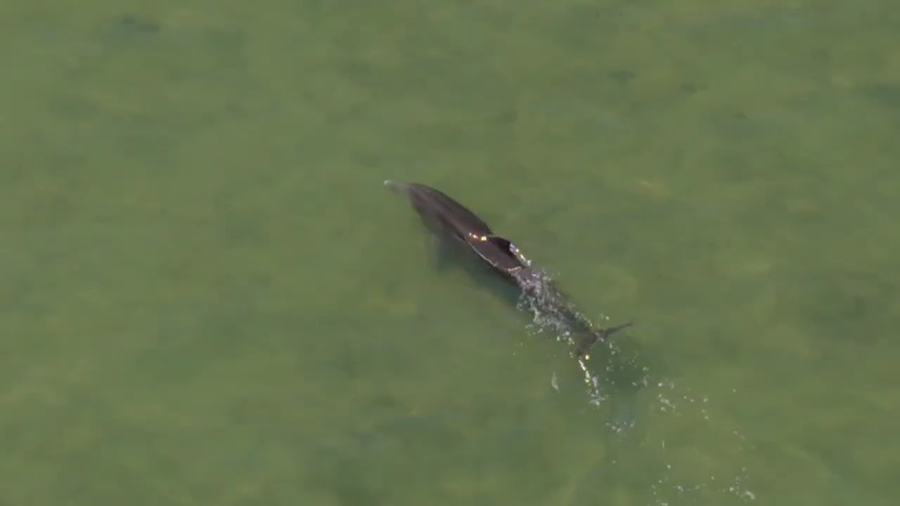 Dolphin around Fort Desoto