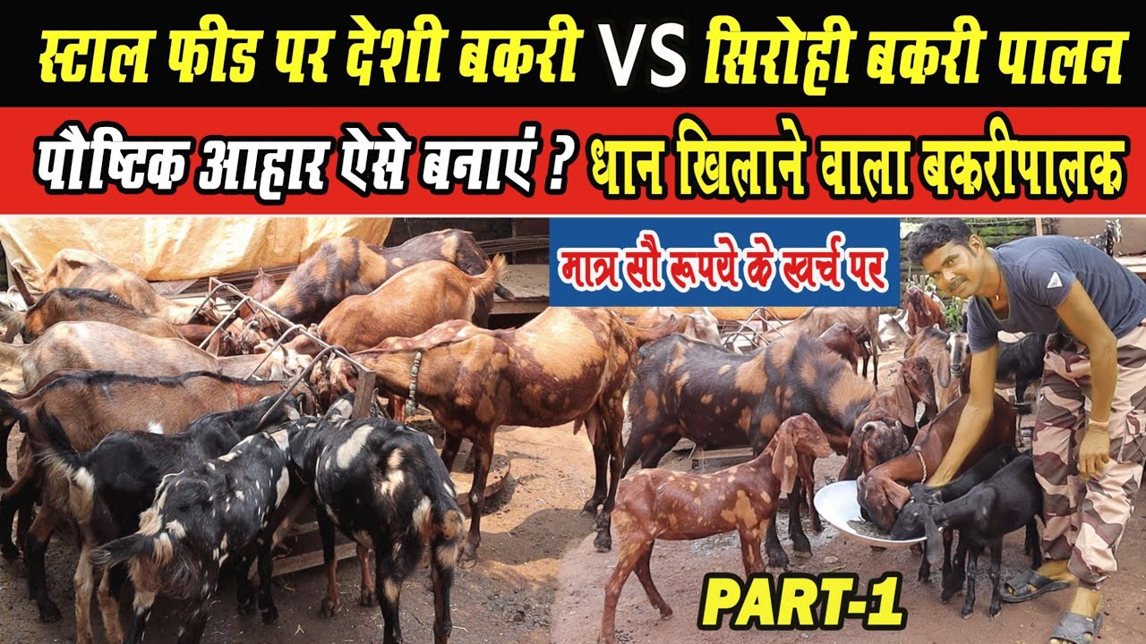 स्टाल फीड पर देशी बकरी VS सिरोही बकरी पालन । Deshi Bakri Palan Stall Feed Par Kaise karen-9755538172