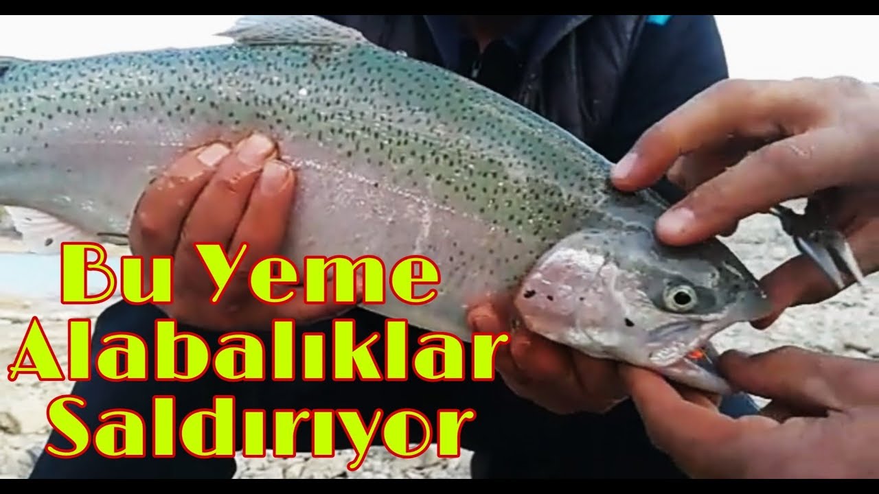 Gezende Barajı Show 2 , Burada bu yem iş yaptı.  #alabalıkavı #gezendebarajı