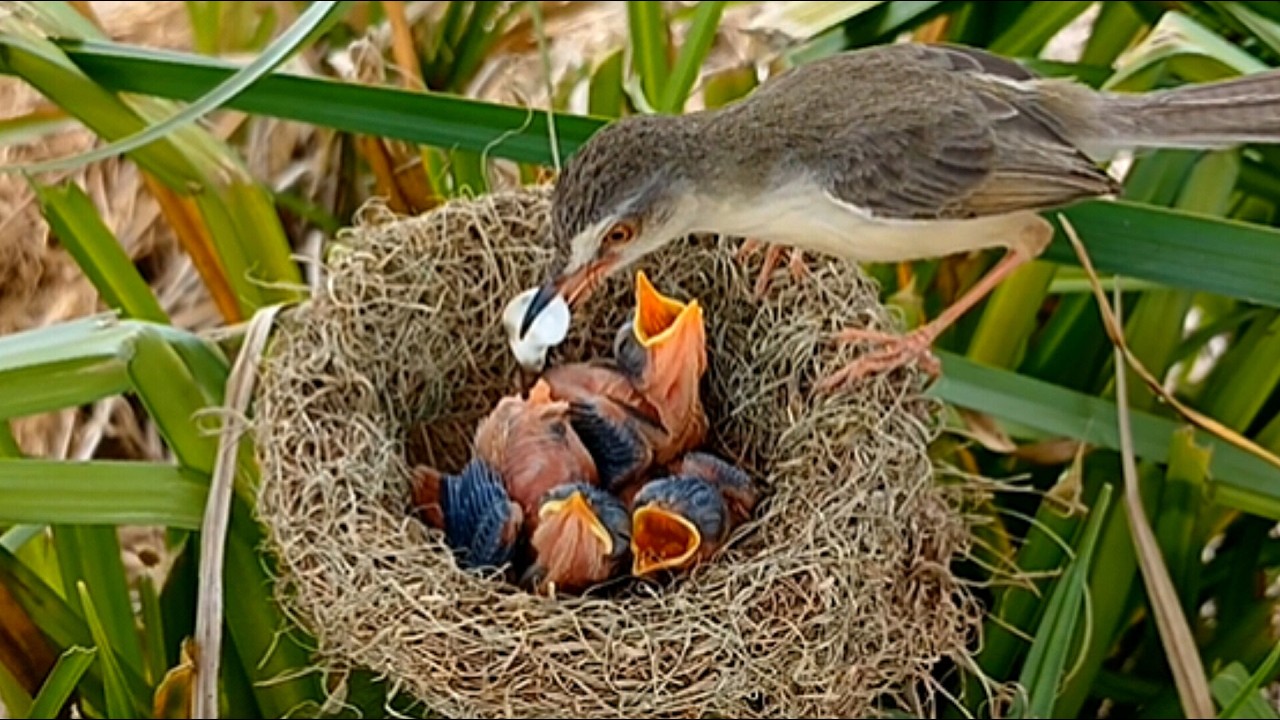 Both bar winged prinia birds try to find food to feed their young without stopping