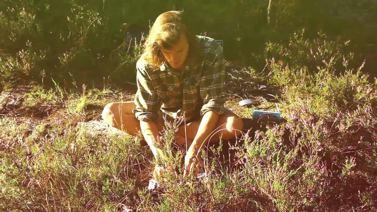 Gold Celeste - There's a Window (From Petter's Garden)
