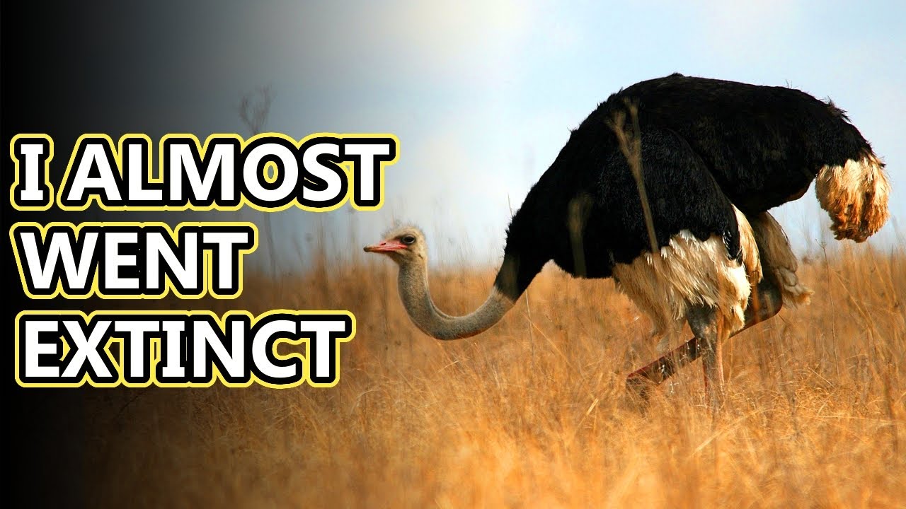 Факты о страусе: самая большая ныне живущая птица | Архив фактов о животных