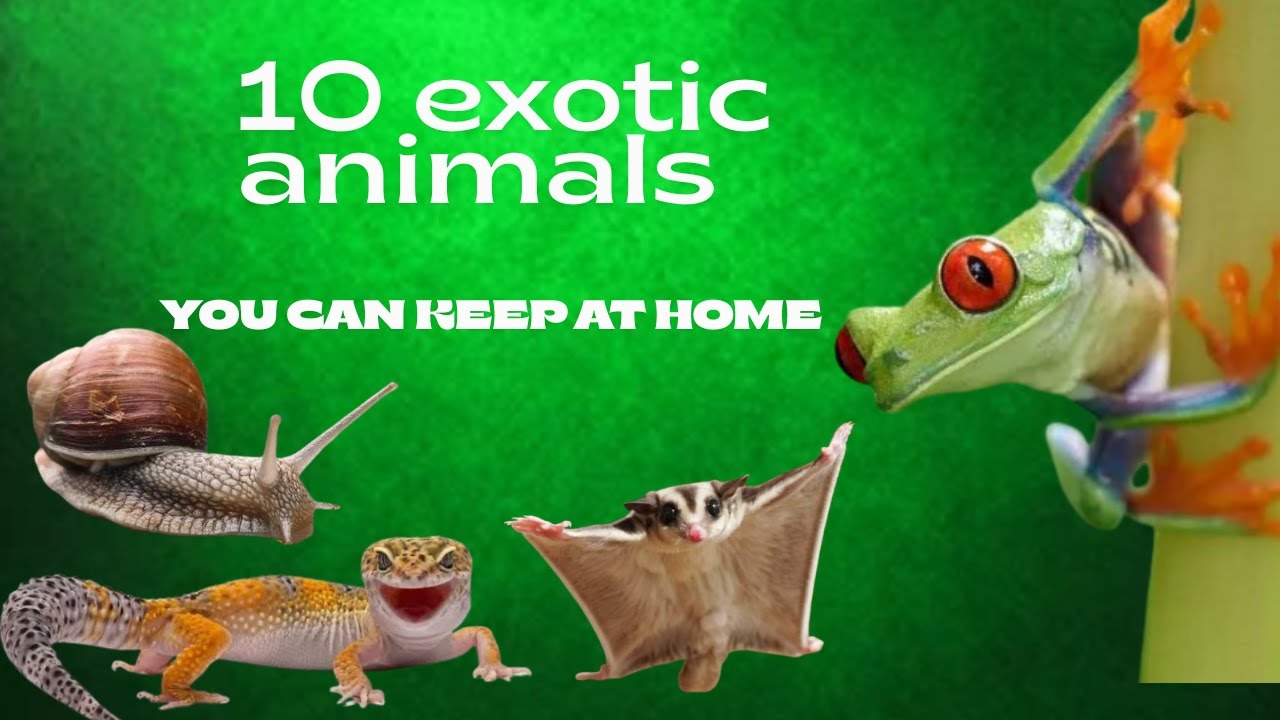 Want an Exotic Pet? Here Are 10 You Can REALLY Own!