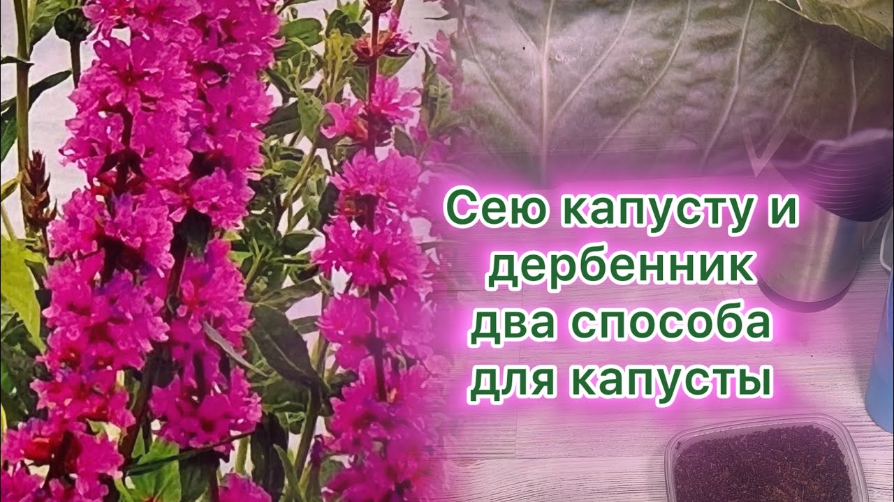 Посев капусты поздней двумя способами и посев дербенника. #рассада #garden #цветы 