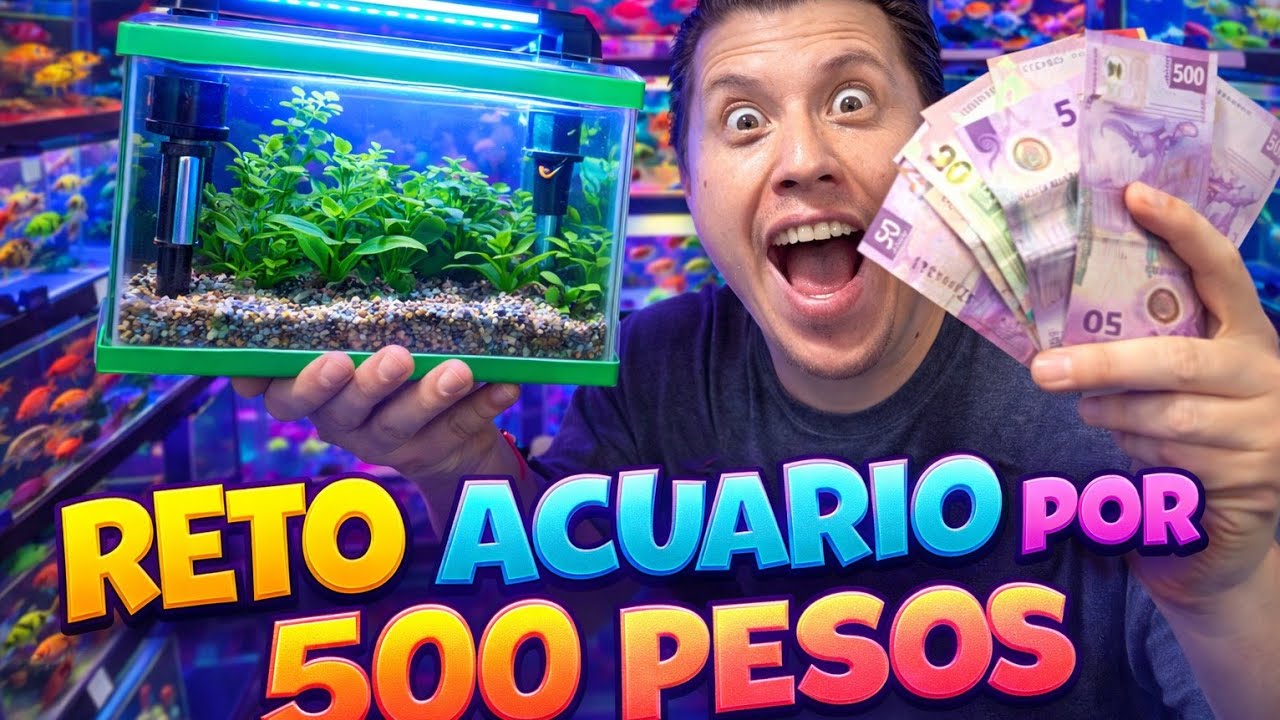 Armar&eacute; Acuario en el Mercado de los Peces de Mixihuca por 500 Pesos: &iquest;Ser&aacute; posible?