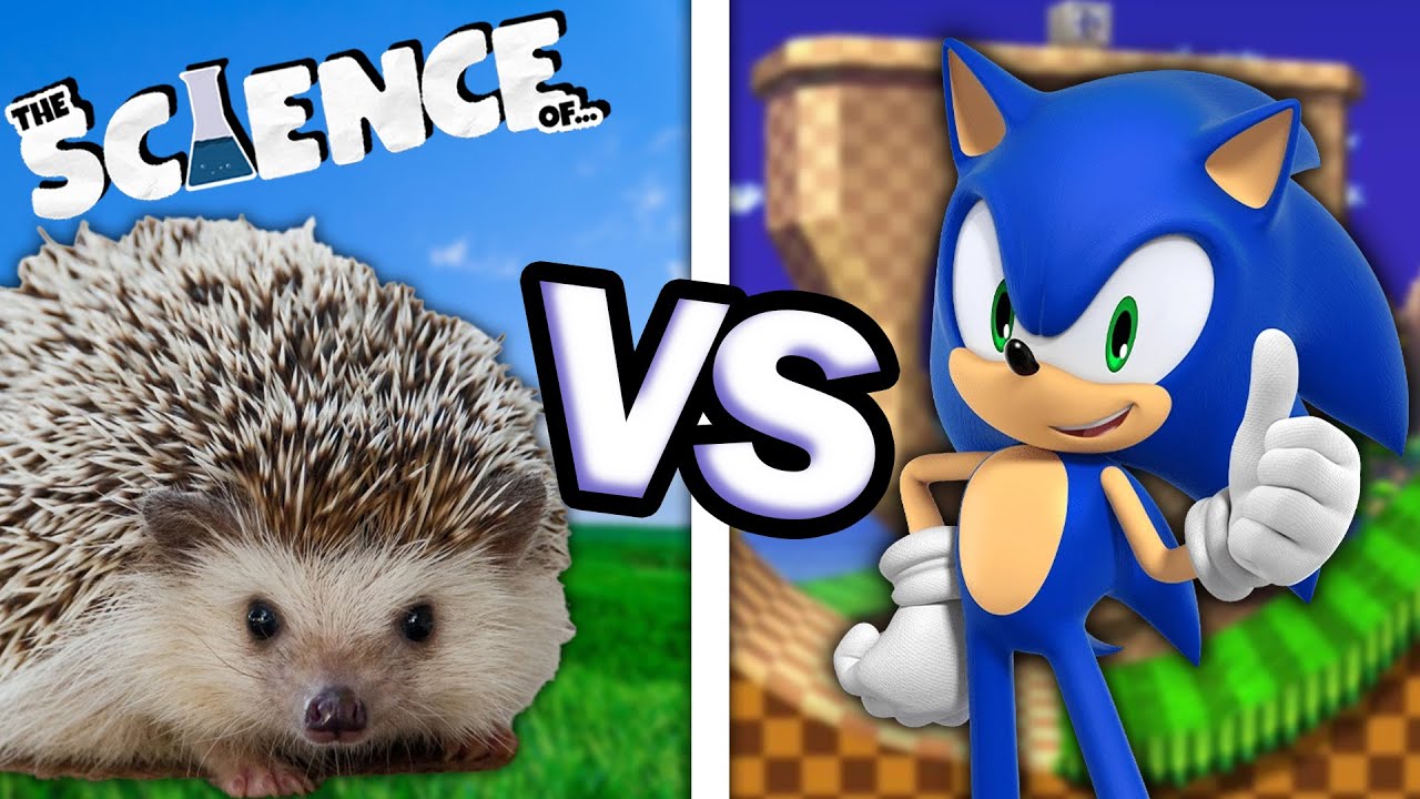 Is Sonic REALLY a Hedgehog?  - The Science of Sonic The Hedgehog
