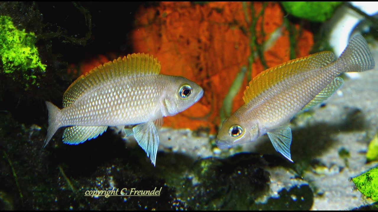 ***VERY VERY NICE***Neolamprologus Caudopunctatus Kapampa F2