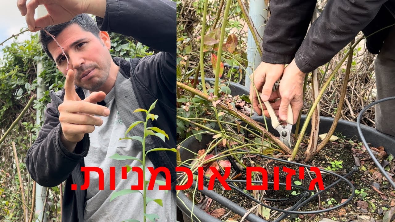 איך לגזום אוכמניות ?