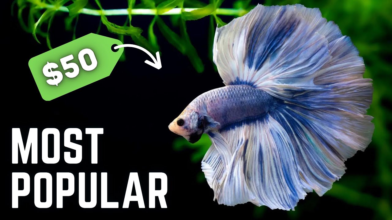 Top 10 BEST SELLING Fish in the Fish Room!