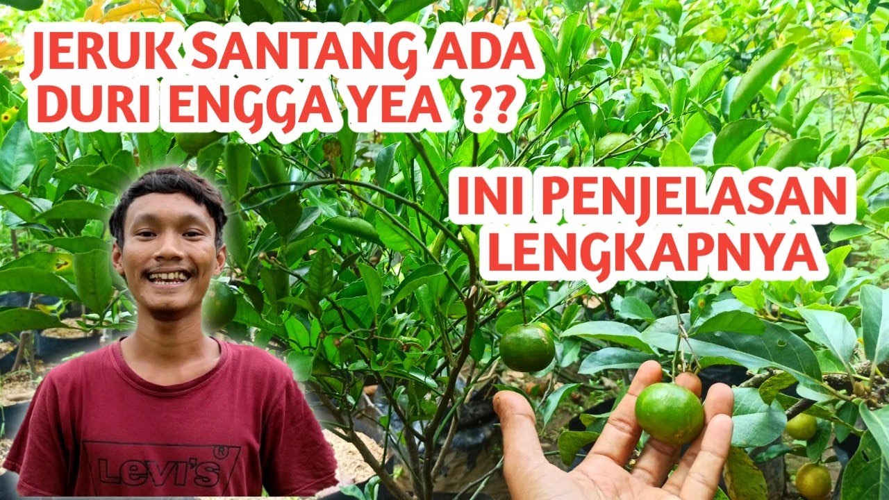 Pohon Jeruk Santang Berduri.?