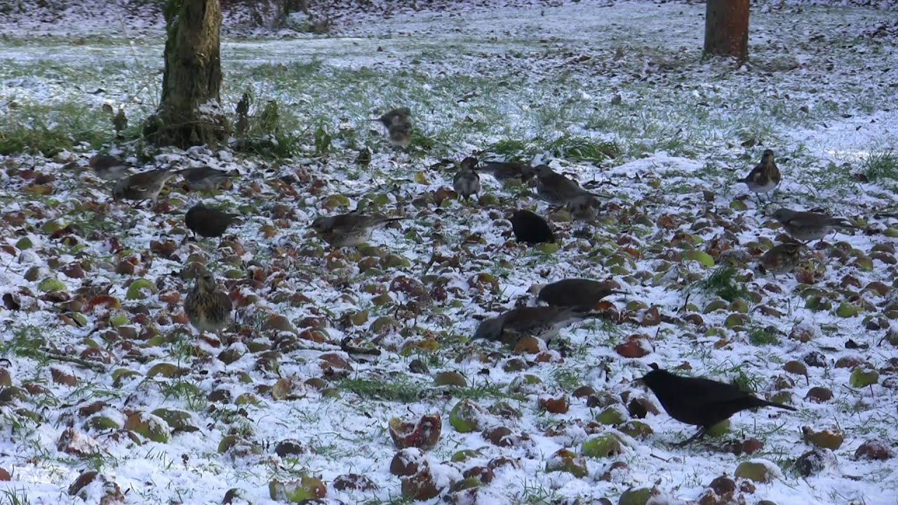 Fieldfares feeding on fallen apples